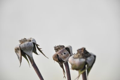 La fin d'un cycle_4287220427_l.jpg